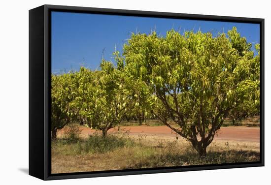 Australian Kensington Mango Orchard with Immature-null-Framed Stretched Canvas