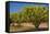 Australian Kensington Mango Orchard with Immature-null-Framed Stretched Canvas