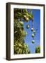 Australian Kensington Mango Orchard with Immature-null-Framed Photographic Print