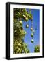 Australian Kensington Mango Orchard with Immature-null-Framed Photographic Print