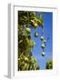 Australian Kensington Mango Orchard with Immature-null-Framed Photographic Print