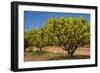 Australian Kensington Mango Orchard with Immature-null-Framed Photographic Print
