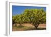 Australian Kensington Mango Orchard with Immature-null-Framed Photographic Print