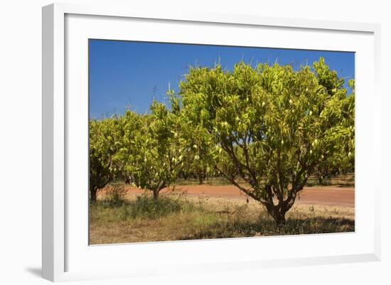 Australian Kensington Mango Orchard with Immature-null-Framed Photographic Print