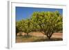 Australian Kensington Mango Orchard with Immature-null-Framed Photographic Print