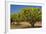 Australian Kensington Mango Orchard with Immature-null-Framed Photographic Print