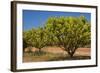 Australian Kensington Mango Orchard with Immature-null-Framed Photographic Print