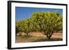 Australian Kensington Mango Orchard with Immature-null-Framed Photographic Print