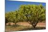 Australian Kensington Mango Orchard with Immature-null-Mounted Photographic Print