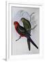 Australian King Parrot (Alisterus Scapularis) (1804-1881) and Henry Constantine Richter (1821-1902)-John Gould-Framed Giclee Print