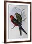 Australian King Parrot (Alisterus Scapularis) (1804-1881) and Henry Constantine Richter (1821-1902)-John Gould-Framed Giclee Print