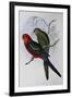 Australian King Parrot (Alisterus Scapularis) (1804-1881) and Henry Constantine Richter (1821-1902)-John Gould-Framed Giclee Print