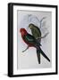 Australian King Parrot (Alisterus Scapularis) (1804-1881) and Henry Constantine Richter (1821-1902)-John Gould-Framed Giclee Print