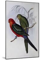 Australian King Parrot (Alisterus Scapularis) (1804-1881) and Henry Constantine Richter (1821-1902)-John Gould-Mounted Giclee Print