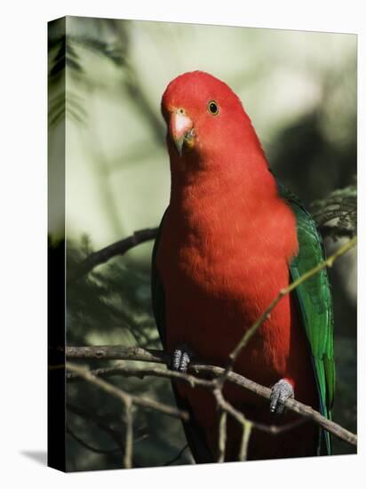 Australian King Parrot, Dandenong Ranges, Victoria, Australia, Pacific-Schlenker Jochen-Stretched Canvas