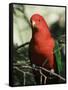 Australian King Parrot, Dandenong Ranges, Victoria, Australia, Pacific-Schlenker Jochen-Framed Stretched Canvas