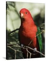 Australian King Parrot, Dandenong Ranges, Victoria, Australia, Pacific-Schlenker Jochen-Stretched Canvas