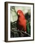 Australian King Parrot, Dandenong Ranges, Victoria, Australia, Pacific-Schlenker Jochen-Framed Photographic Print