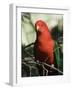 Australian King Parrot, Dandenong Ranges, Victoria, Australia, Pacific-Schlenker Jochen-Framed Photographic Print