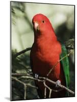 Australian King Parrot, Dandenong Ranges, Victoria, Australia, Pacific-Schlenker Jochen-Mounted Photographic Print