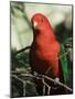 Australian King Parrot, Dandenong Ranges, Victoria, Australia, Pacific-Schlenker Jochen-Mounted Photographic Print