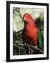 Australian King Parrot, Dandenong Ranges, Victoria, Australia, Pacific-Schlenker Jochen-Framed Photographic Print