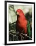 Australian King Parrot, Dandenong Ranges, Victoria, Australia, Pacific-Schlenker Jochen-Framed Photographic Print