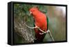 Australian King Parrot-Howard Ruby-Framed Stretched Canvas