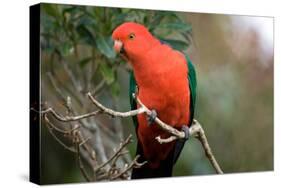 Australian King Parrot-Howard Ruby-Stretched Canvas