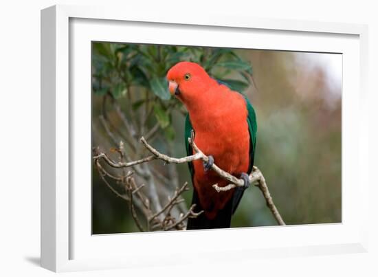 Australian King Parrot-Howard Ruby-Framed Photographic Print