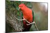 Australian King Parrot-Howard Ruby-Mounted Photographic Print