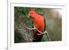 Australian King Parrot-Howard Ruby-Framed Photographic Print