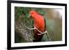 Australian King Parrot-Howard Ruby-Framed Photographic Print
