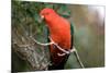 Australian King Parrot-Howard Ruby-Mounted Photographic Print