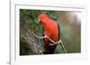 Australian King Parrot-Howard Ruby-Framed Photographic Print