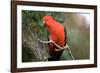 Australian King Parrot-Howard Ruby-Framed Photographic Print