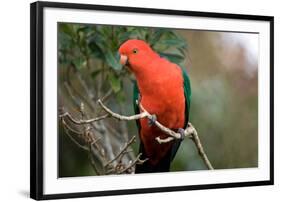 Australian King Parrot-Howard Ruby-Framed Photographic Print