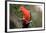 Australian King Parrot-Howard Ruby-Framed Photographic Print