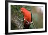 Australian King Parrot-Howard Ruby-Framed Photographic Print