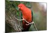 Australian King Parrot-Howard Ruby-Mounted Photographic Print