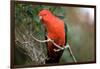 Australian King Parrot-Howard Ruby-Framed Photographic Print