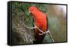 Australian King Parrot-Howard Ruby-Framed Stretched Canvas