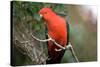 Australian King Parrot-Howard Ruby-Stretched Canvas