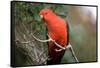 Australian King Parrot-Howard Ruby-Framed Stretched Canvas