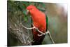 Australian King Parrot-Howard Ruby-Stretched Canvas