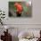 Australian King Parrot-Howard Ruby-Stretched Canvas displayed on a wall