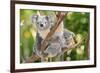 Australian Koala Bear & Baby -null-Framed Premium Giclee Print