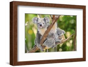 Australian Koala Bear & Baby -null-Framed Art Print