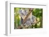 Australian Koala Bear & Baby -null-Framed Art Print