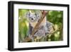 Australian Koala Bear & Baby -null-Framed Art Print